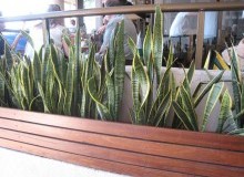 Kwikfynd Plants
bimbourie