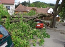 Kwikfynd Tree Cutting Services
bimbourie