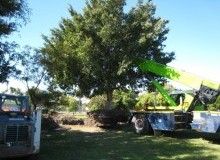 Kwikfynd Tree Management Services
bimbourie