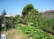 Kwikfynd Vegetable Gardens
bimbourie